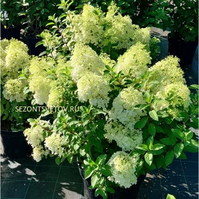 Гортензия метельчатая Бобо (Hydrangea Paniculata Bobо) недорого - Зелёная  Гавань