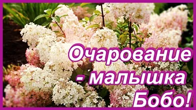 Гортензия метельчатая Бобо: продажа, цена в Минске. Семена, саженцы и  рассада плодово-ягодных культур от \"КФХ \"Современный сад\"\" - 162533157