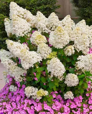 Гортензия метельчатая Бобо Hydrangea paniculate Bobo - купить декоративные  и хвойные растения с доставкой по Украине в магазине Добродар