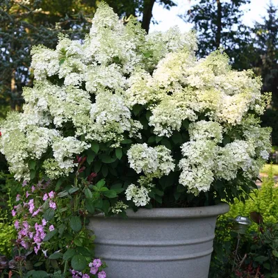 Гортензия метельчатая Бобо. (Hydrangea paniculata Bobo) С3, 3-летка купить  в интернет-магазине ЦВІТСАД с доставкой по Украине