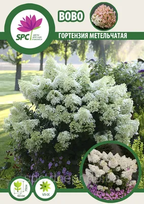 Гортензия метельчатая \"Бобо\" (Hydrangea paniculata \"Bobo\") - Питомник и  Садовый центр Русские Деревья