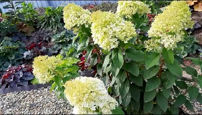 Кустарники: Гортензия метельчатая Бобо \"Hydrangea paniculata Bobo\"