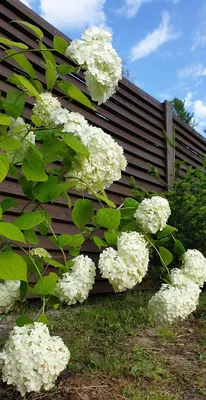 My white hydrangeas, Белые гортензии в саду, Древовидная гортензия | Белые  гортензии, Гортензия, Розовая гортензия