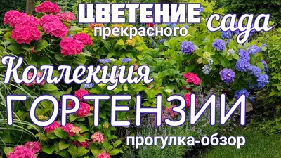 сад гортензий в камиджине, красивые цветки гортензии в полном расцвете  летом, Hd фотография фото, цветок фон картинки и Фото для бесплатной  загрузки