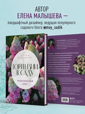 My white hydrangeas, Белые гортензии в саду, Розовые гортензии, Метельчатые  горенезии | Розовая гортензия, Белые гортензии, Гортензия