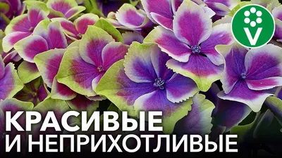 Самарская Лидия — уникальный сорт гортензии