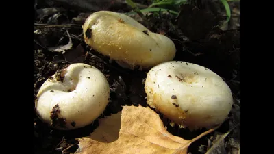 Грузди белые - «Кто со мной за грибами? Мой поход в березовый лес за  груздями» | отзывы