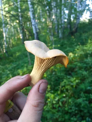 Какие грибы сейчас можно найти в лесу?