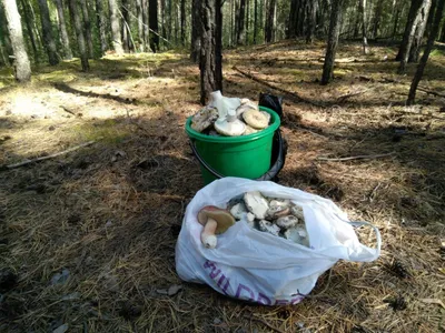 Груздь жёлтый (Lactarius scrobiculatus) фотографии, видео и истории