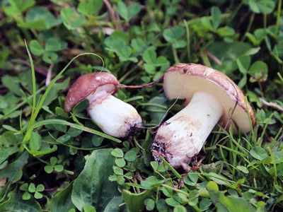 Солёные грибы - Из леса - в баночки! #грузди #рыжики... | Facebook