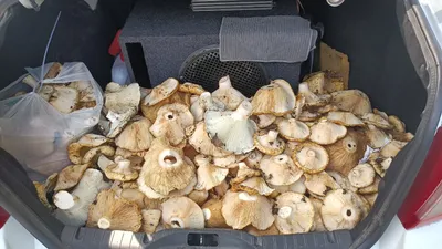 Собираем грибы в лесу , белый гриб, волнушка, грузди. (идём за грибами  03.06.2016г) - YouTube