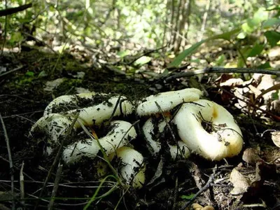 Lactarius (Lactifluus) glaucescens, Груздь (млечник) сизоватый