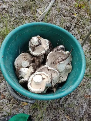 Какие грибы собирать в лесу в Ленинградской области, подосиновики, боровики  и грузди - 22 августа 2023 - Фонтанка.Ру