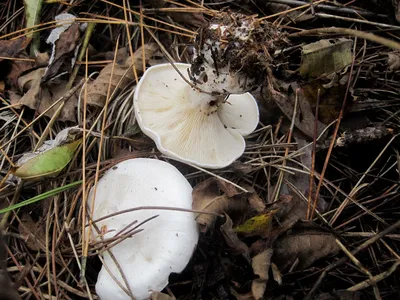 Что собрать из грибов в сентябре и октябре — грибные места Новосибирской  области - 24 сентября 2023 - НГС