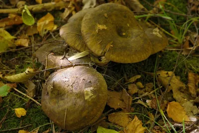 В лесу образовалась пробка»: новосибирцы оккупировали леса в поисках грибов  | НДН.Инфо