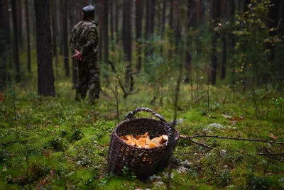 Жителям Подмосковья рассказали, какие грибы собирать в лесу в октябре - В  регионе - РИАМО в Реутове