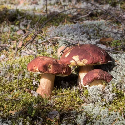Какие грибы сейчас можно найти в лесу?