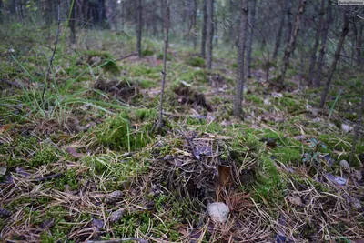 Грузди в березовом лесу - 67 фото