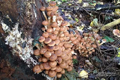 Что за грибы растут в дремучем лесу на северном берегу Mustajärvi?
