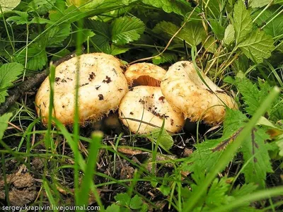 Груздь жёлтый - Lactarius scrobiculatus - Грибы Уломы Железной