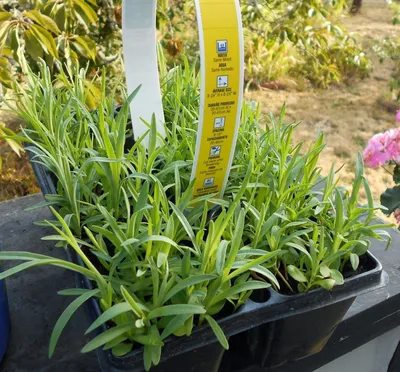 Семена цветов Гвоздика садовая Поиск Авранчин 0,1 г — цена в Оренбурге,  купить в интернет-магазине, характеристики и отзывы, фото