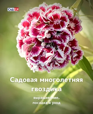 Гвоздика садовая (голландская) купить в Киеве, цена — Greensad