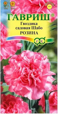 Гвоздика турецкая садовая многолетняя: можно ли посеять под зиму | Дача  ягодки цветочки | Дзен