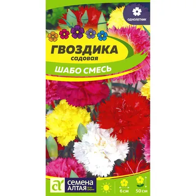 Гвоздика садовая купить в Гродно ·Питомник растений \"Зелёный слон\"·