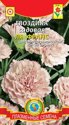 Гвоздика садовая в горшок 0,8л - купить в Москве в интернет-магазине