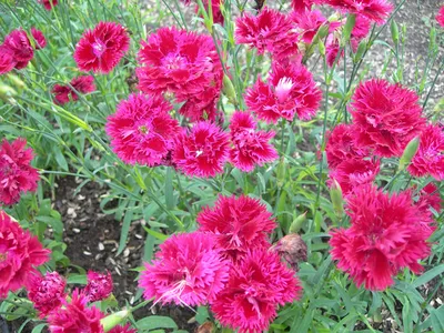 Гвоздика садовая - смесь - 275 семена - Dianthus caryophyllus – Garden  Seeds Market | Бесплатная доставка