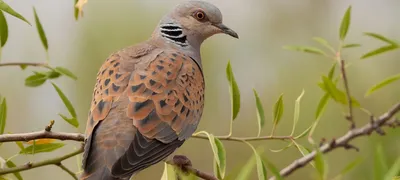 Зимой пение птиц можно не только слышать, но и видеть | Пикабу