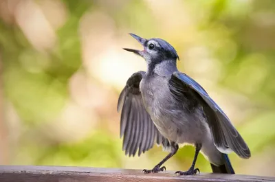 Экологическая среда города. Как различать голоса птиц? | Животные |  ШколаЖизни.ру