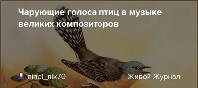 Зачем петербуржец создал приложение, распознающее голоса птиц