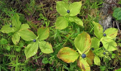 Вороний глаз четырехлистный (Paris quadrifolia L.)