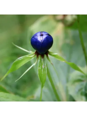 Семена Вороний глаз (5 шт) Орешка 18126778 купить в интернет-магазине  Wildberries