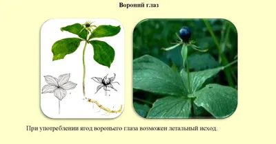 Вороний глаз\" — одна из самых ядовитых Волчьих ягод в наших лесах.  Познакомимся? | Дух леса | Дзен