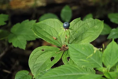 Paris quadrifolia L. 1753 - Вороний глаз четырехлистный. | Природа Эвенкии