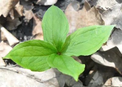 Вороний глаз четырехлистный (Paris quadrifolia L.)