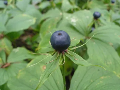 Семена Вороний глаз (5 шт) Орешка 18126778 купить в интернет-магазине  Wildberries