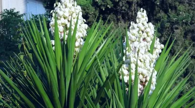 Юкка нитчатая Брайт Эдж (Yucca filamentosa Bright Edge)