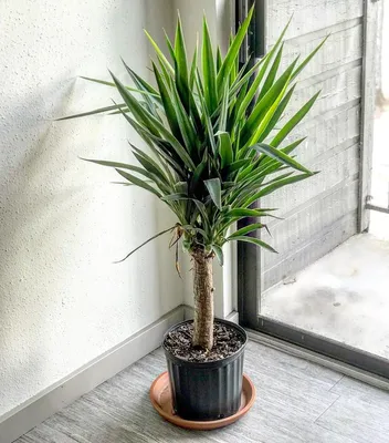 Amazon.com - Leaf Design UK Artificial Yukka Tropical House Plant, 120cm UV  Yucca