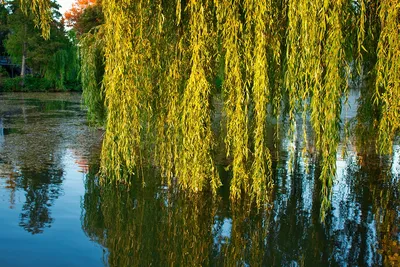 Ива золотистоволосистая (Salix sepulcralis)