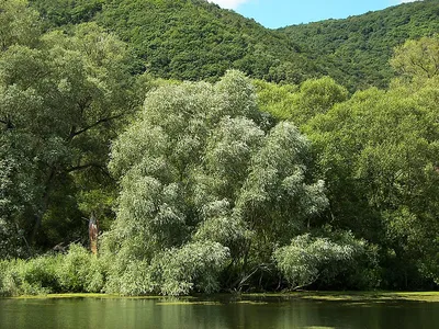 Ива \"Водопад\"