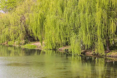 File:Ивы у воды Willows near water (29695353158).jpg - Wikimedia Commons