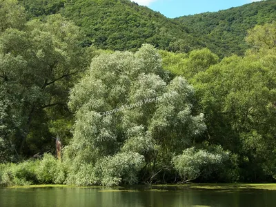 застенчивые ивы, как девчонки смолкли у воды