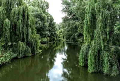 Склонилась ива над водой. :: barsuk lesnoi – Социальная сеть ФотоКто