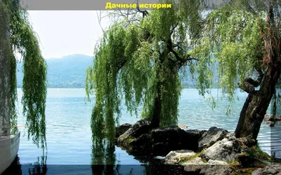 ива у воды. весной на берегу реки плачет ива Стоковое Изображение -  изображение насчитывающей весна, среда: 216322415