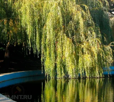 Фотография Стройная ива раскинула ветви И свесила их над водой, Зеленые  листья, как мягкие кисти, Купаются в