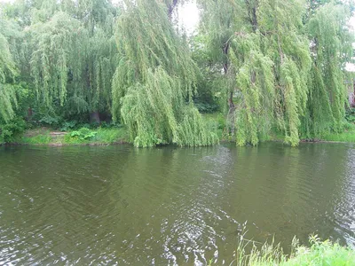 ПОД СЕНЬЮ ИВЫ У ВОДЫ