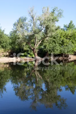 Дерево ивы возле воды озера Стоковое Изображение - изображение  насчитывающей падение, небо: 170788283